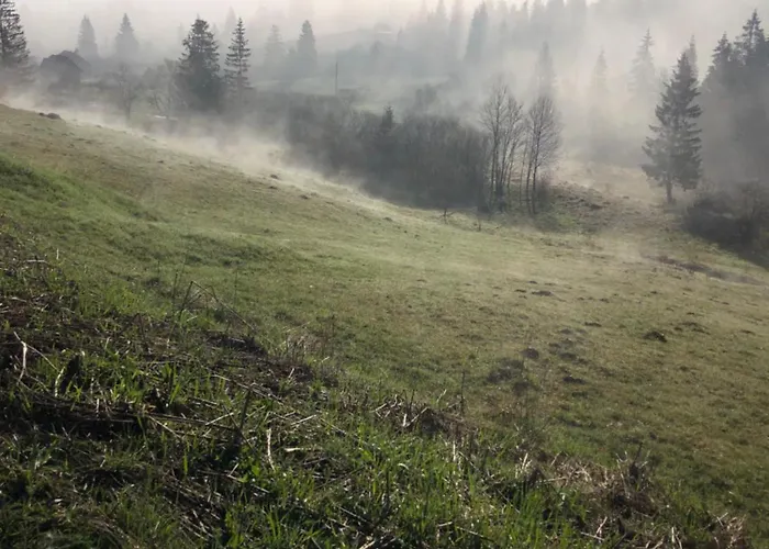 Forest Hugs славсько
